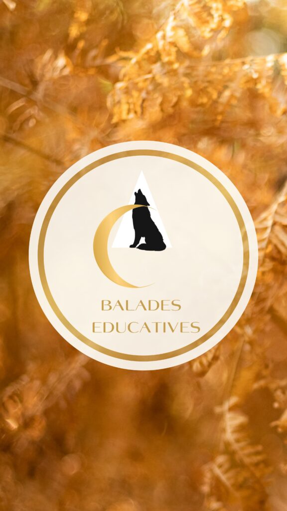 Balades collectives - Chiens pratiquant différentes activités sportives canines